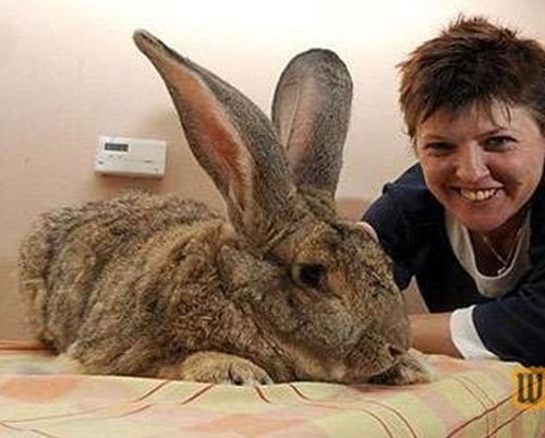 本尼最大的兔子