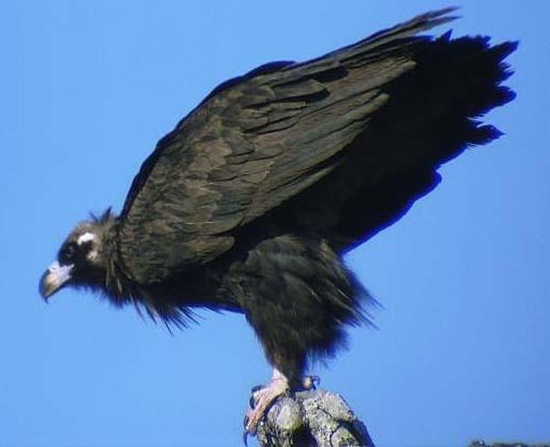 秃鹫英文名叫Cinereous Vulture，又名秃鹰 狗头雕 狗头鹫 座山雕