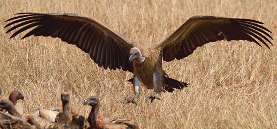 非洲禿鹫属于猛禽