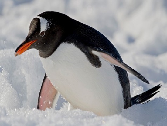 巴布亚企鹅，又名金图企鹅