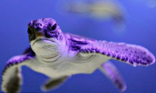 太平洋棱皮龟，又称革龟
