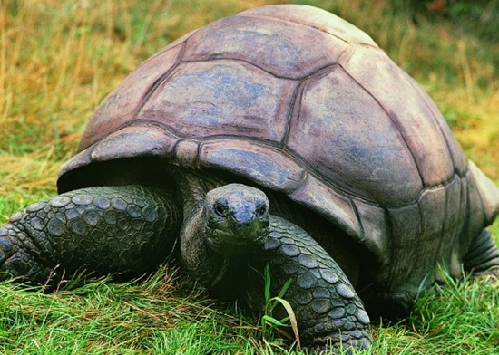 寿命最长的龟鳖类