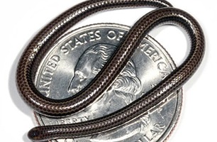 线蛇，是由S.布莱尔 海吉斯发现的，他是宾夕法尼亚州立年夜学的进化生物学家，这种蛇是他在一片巴巴多斯森林四周的岩石下面发现的，这种蜿蜒爬行的蛇。它小到可以卷曲在一个美国25分的硬币上面。这是3100种蛇内中最小的一种蛇。后来这种蛇被S.布莱尔 海吉斯命名为“ Leptotyphlops carlae ”。