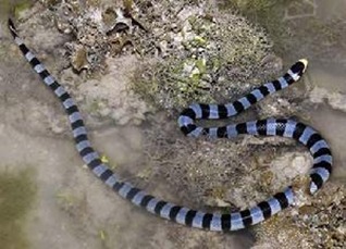 蓝灰海蛇又称作蓝灰扁尾海蛇
